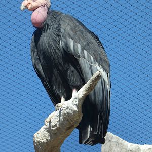 Californian Condor