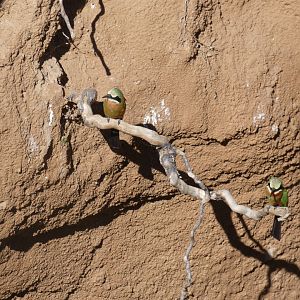 White-fronted Bee-eater