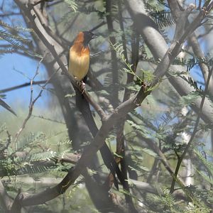 Exclamatory Paradise Whydah