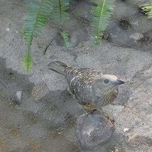 Fawn-breasted Bowerbird
