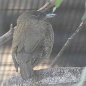 Magnificent Bird-of-Paradise