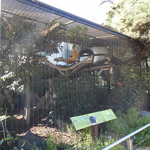 Javan Binturong cage