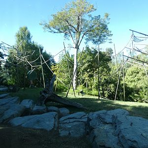 Sumatran Orang-utan and Siamang enclosure