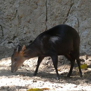 Black Duiker