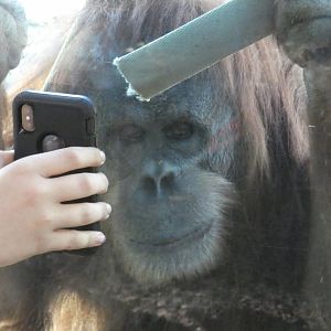 Sumatran Orang-utan 'Karen'