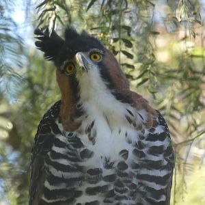 Ornate Hawk-eagle