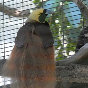 Raggiana Bird-of-paradise