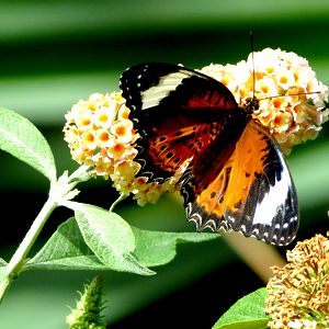 Butterfly at Melbourne Zoo