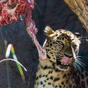 Amur leopard