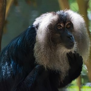Lion-tailed macaque