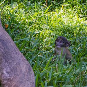Young Allen swamp monkey