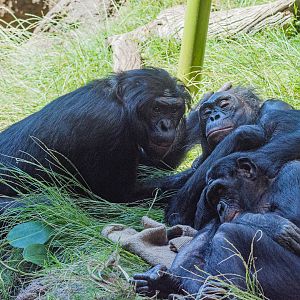 Bonobo family. Vic, Lisa, and Belle