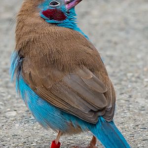 Red-cheeked Cordon bleu