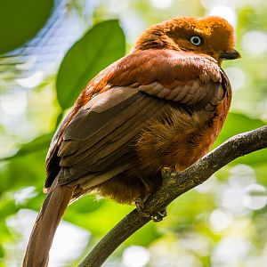 Female Andean cock-of-the-rock