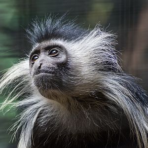 Colobus monkey