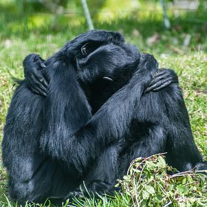 Siamang couple, Ellie and Unkie.