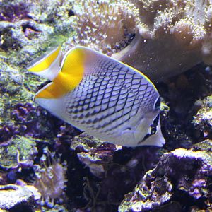Cross-hatch butterflyfish - Chaetodon xanthurus
