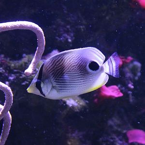 Foureye butterflyfish - Chaetodon capistratus