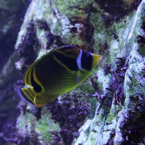 Raccoon butterflyfish - Chaetodon lunula