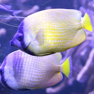 Klein's butterflyfish - Chaetodon kleinii