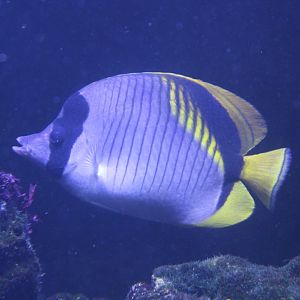Lined butterflyfish - Chaetodon lineolatus