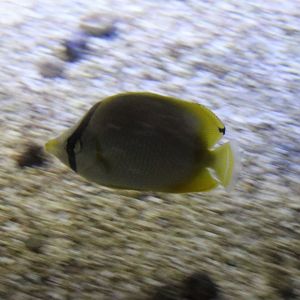 Spotfin butterflyfish - Chaetodon ocellatus