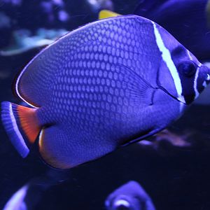Red-tailed butterflyfish - Chaetodon collare
