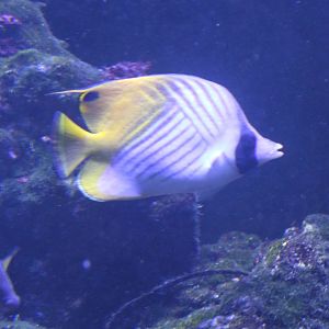 Threadfin butterflyfish - Chaetodon auriga