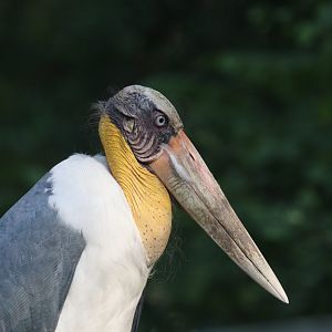 Lesser adjutant