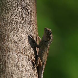 Wild Changeable lizard