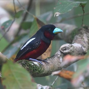 Black-and-red Broadbill