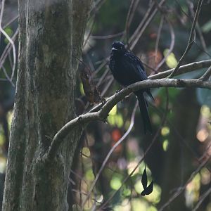 Greater Racket-tailed Drongo