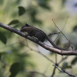 Cambodian striped squirrel in Cat tien