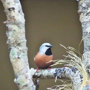 Black-throated Finch (Poephila cincta)