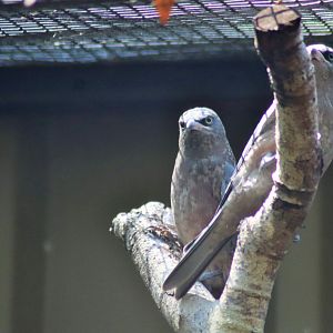 White-browed Woodswallows (Artamus superciliosus)- Juveniles