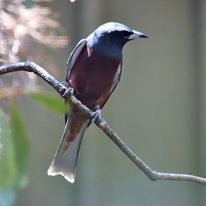 White-browed Woodswallow (Artamus superciliosus)