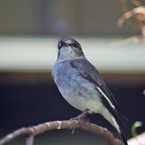 Hooded Robin (Melanodryas cucullata)