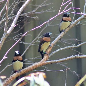 Chestnut-breasted Mannikins (Lonchura castaneothorax)