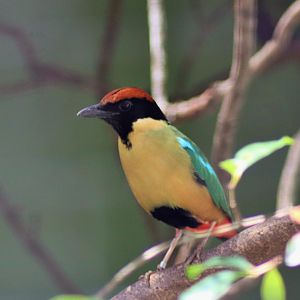 Noisy Pitta (Pitta versicolor)