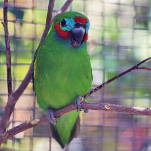Red-Browed Fig Parrot (Cyclopsitta diophthalma macleayana)