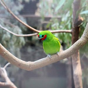 Red-Browed Fig Parrot (Cyclopsitta diophthalma macleayana)