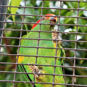 Musk Lorikeet (Glossopsitta concinna)