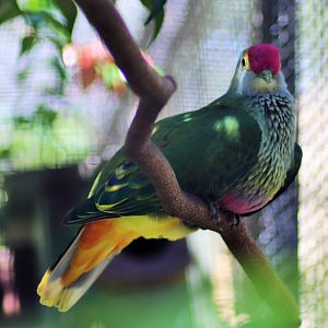 Rose-crowned Fruit Dove (Ptilinopus regina)
