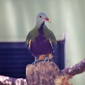 Wompoo Fruit Dove (Ptilinopus magnificus)