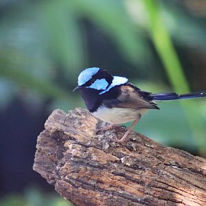 Male Superb Fairy-wren (Malurus cyaneus)
