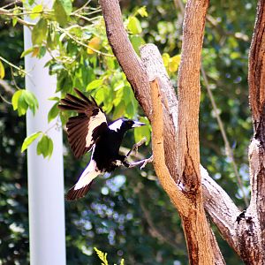 White-backed Magpie (Gymnorhina tibicen hypoleuca)