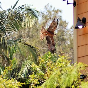 Black Kite (Milvus migrans affinis)