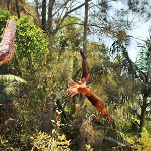 Black Kite (Milvus migrans affinis)