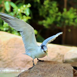 Crested Tern (Thalasseus bergii)