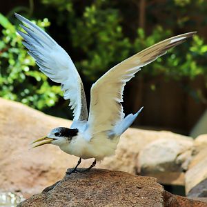 Crested Tern (Thalasseus bergii)